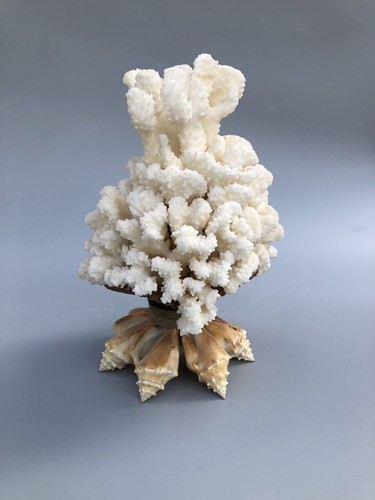 Scultura conchiglia corallo