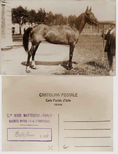 Forli fotocartolina nino - #forli':,