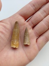2 Denti di Plesiosauro -