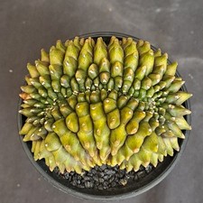 Gymnocalycium mihanowichii f