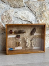 Modello Didattico -Metamorfosi