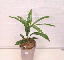 Licuala peltata var. paltata