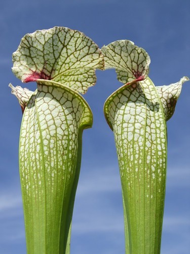 Sarracenia moorei wilkerson