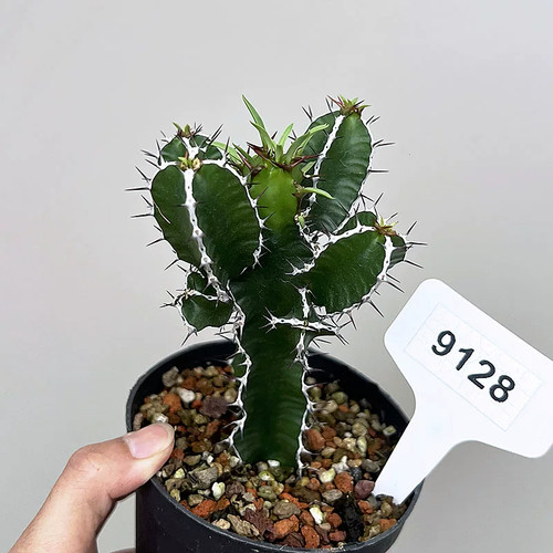 Pezzo semi di cactus - 1, 10