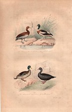 Stampa antica anatre germano - antica,