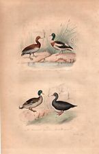 Stampa antica ANATRE GERMANO