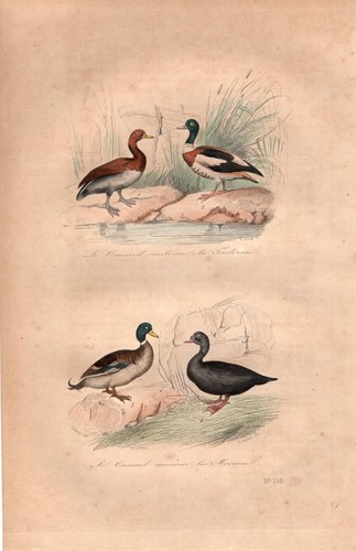 Stampa antica anatre germano - antica,