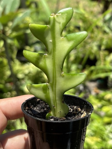 Variegated fishbone cactus - fishbone,