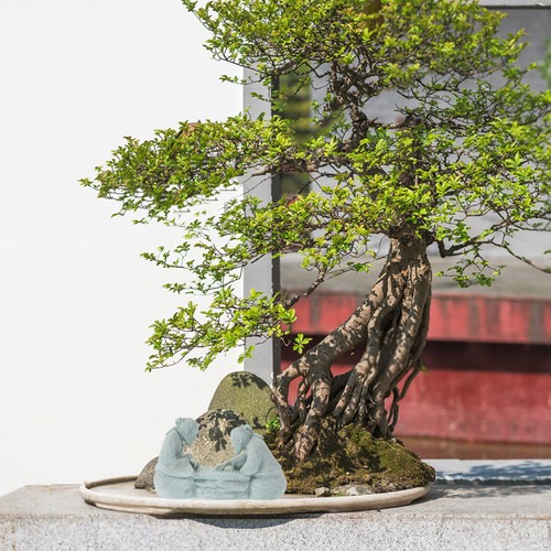Decorazione acquario pesci - ,