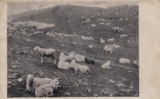 COLLE D'OLEN - Gregge di