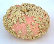 5 Zucca GALEUX d'EYSINES semi commestibile e ornamentale orto ortaggi