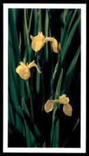 Grandee Britain's Wild Flowers