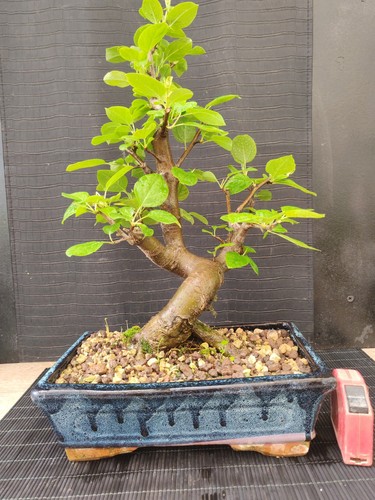 Bonsai melo h 48 - bonsai,