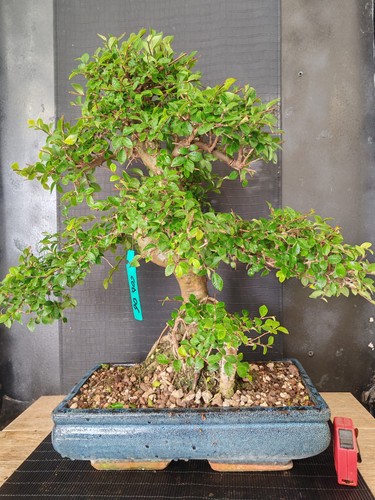 Bonsai olmo cinese h - cinese, 65