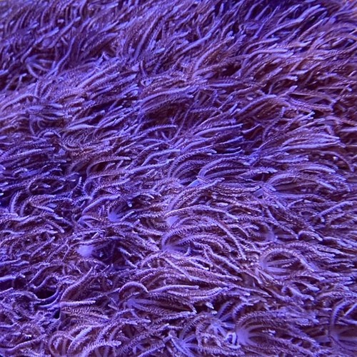 Blue xenia coral saq - blue,