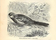 Stampa antica UCCELLO