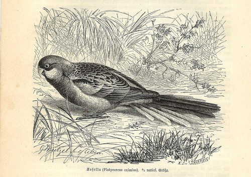 Stampa antica uccello - antica,