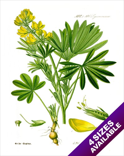 Pianta fiore lupino giallo - di,