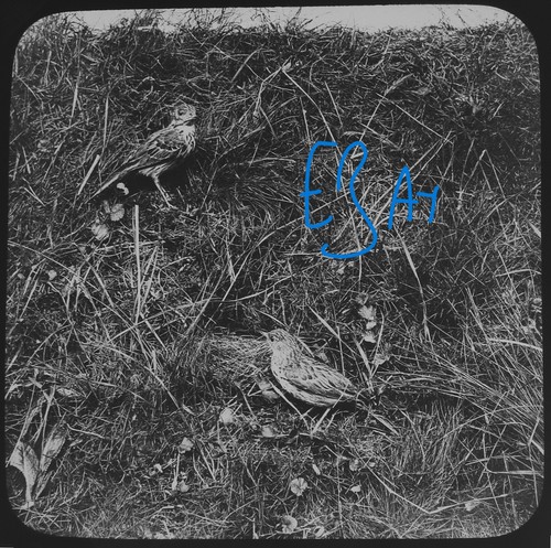 Photo tree pipit nest - photo, c1910