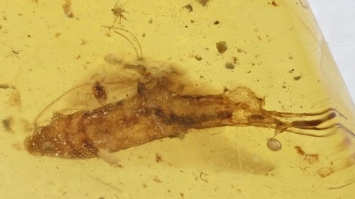 Zygentoma - (pesce, argento)