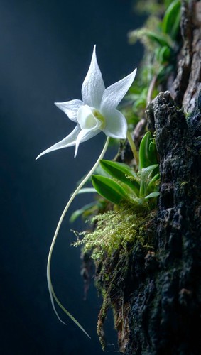 Orchidea angraecum - x2,
