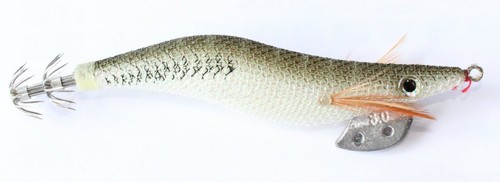 Totanara pesca seppia - seppia, eging