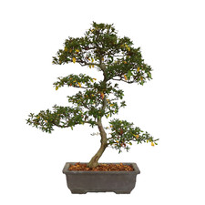 Kentis bonsai azalea - kentis,