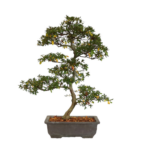 Kentis bonsai azalea - kentis,