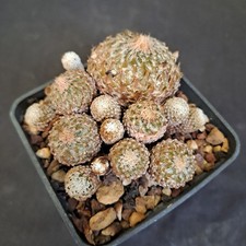 Pelecyphora strobiliformis (Mexico) PLANT ebay-P099