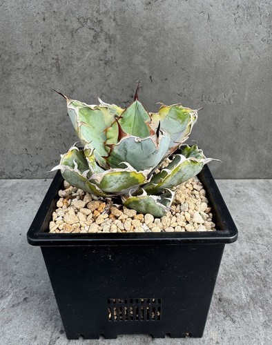 Agave titanota nero - titanota, e