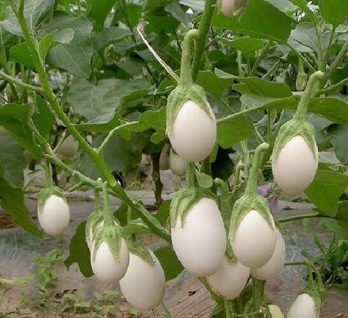 Pianta uovo 200 semi solanum - pianta,