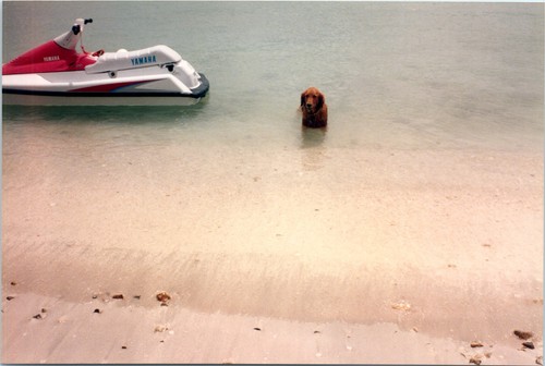 1990s dog standing shallow - 1990s, in