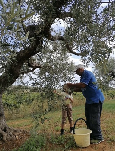 New oil 2025 5litri olio - 2025,