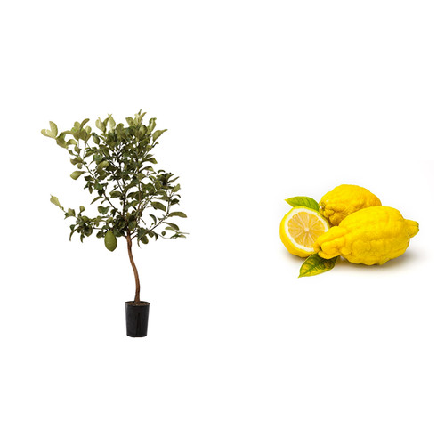 Cedro maxima agrume altezza - agrume,