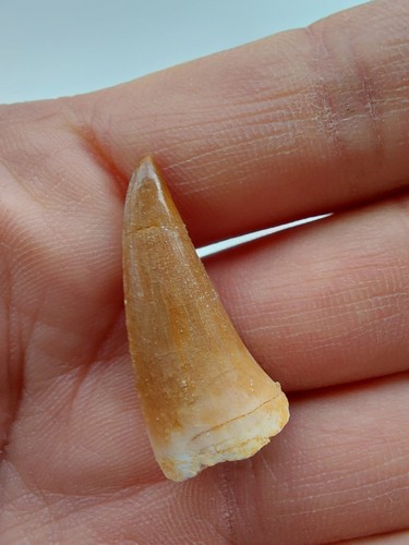Dente mosasauro fossile - dente, di