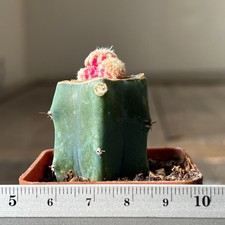 7-4273 Discocactus horstii f