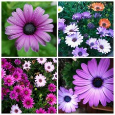 SEMI MARGHERITA AFRICANA MIX - OSTEOSPERMUM, 50 SEMI SELEZIONATI + G...