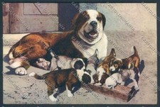 Aosta Gran San Bernardo Cane Dog cartolina ZQ4682