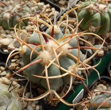 Echinocactus horizonthalonius
