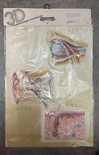Corpo umano tavola - umano, 3d