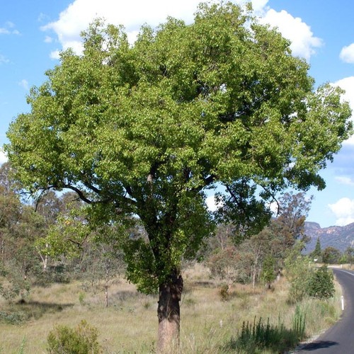 Brachychiton populenus 10 - -,