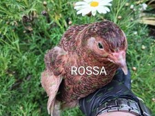 UOVA FECONDE DI QUAGLIA JUMBO