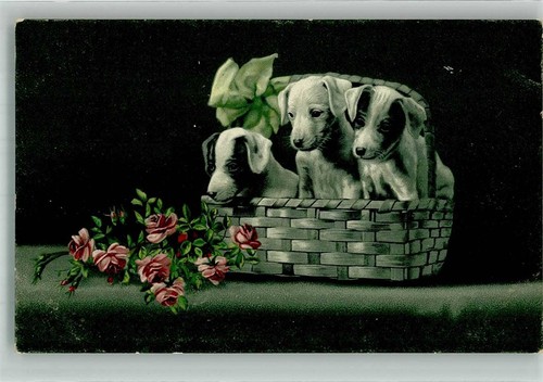38177301 jack russell welpen - jack,