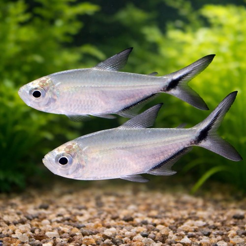 Black line tetra - 3,