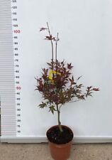 PIANTA DI ACER PALMATUM  IN