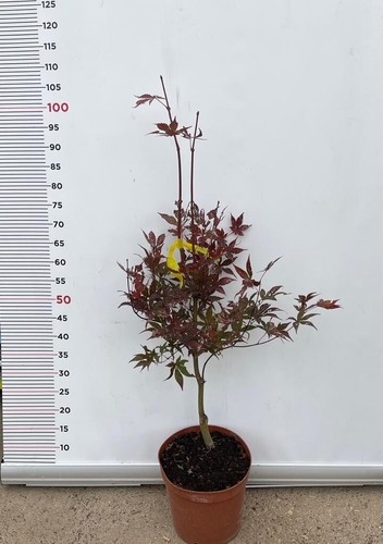 Pianta acer palmatum in - palmatum,