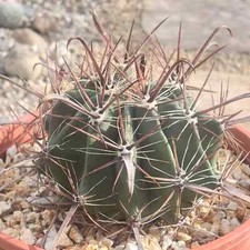 Ferocactus gracilis 'Fire