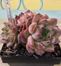 Echeveria chocolate mocha - echeveria,