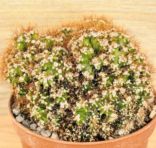Cereus peruvianus - , f