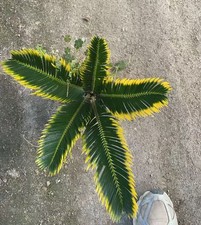 Cycas revoluta "Aurea" WYSIWYG